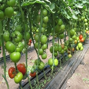 Distinctive features of the Pink Paradise hybrid tomato that make you love it