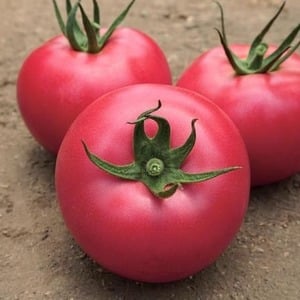 Early maturing hybrid from French breeders - Alesi tomato: overview of advantages, disadvantages and features