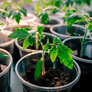 Early maturing hybrid from French breeders - Alesi tomato: overview of advantages, disadvantages and features