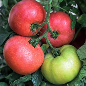 Early maturing hybrid from French breeders - Alesi tomato: overview of advantages, disadvantages and features