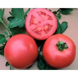 Early maturing hybrid from French breeders - Alesi tomato: overview of advantages, disadvantages and features