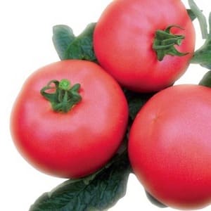 Early maturing hybrid from French breeders - Alesi tomato: overview of advantages, disadvantages and features
