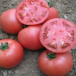 Early maturing hybrid from French breeders - Alesi tomato: overview of advantages, disadvantages and features