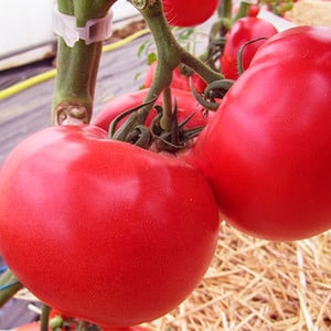 Early maturing hybrid from French breeders - Alesi tomato: overview of advantages, disadvantages and features