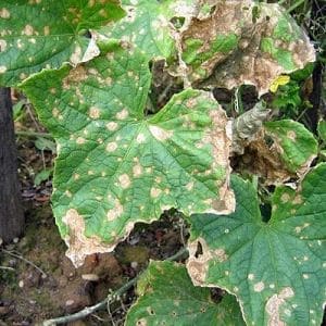 Causes and treatment of anthracnose in cucumbers: the most effective methods for maintaining crop health
