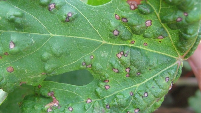 Causes and treatment of anthracnose in cucumbers: the most effective methods for maintaining crop health