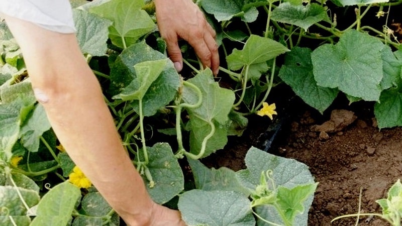 Causes and treatment of anthracnose in cucumbers: the most effective methods for maintaining crop health