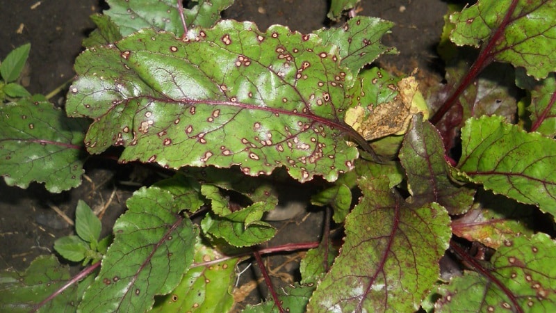 What to do when beet leaves turn yellow and it doesn’t grow?