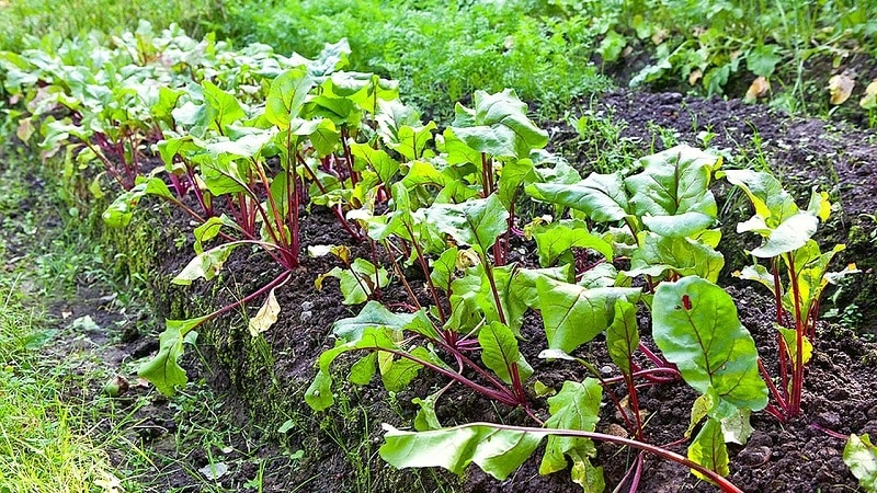 What to do when beet leaves turn yellow and it doesn’t grow?
