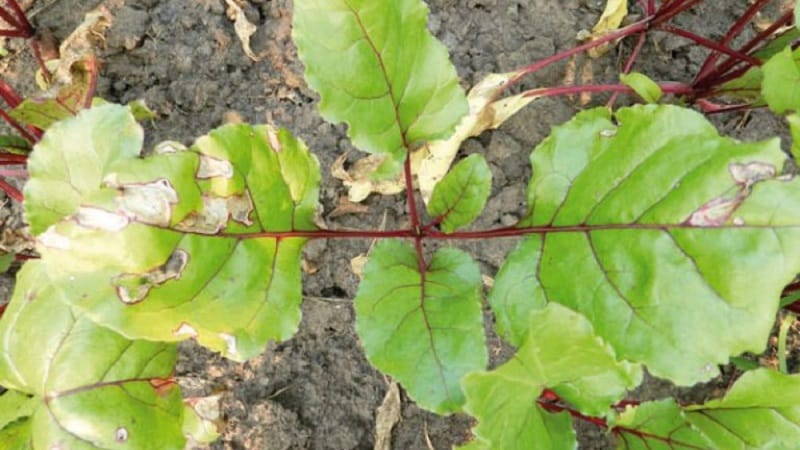 What to do when beet leaves turn yellow and it doesn’t grow?