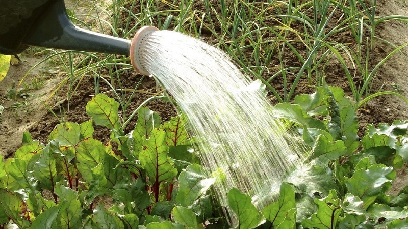 What to do when beet leaves turn yellow and it doesn’t grow?