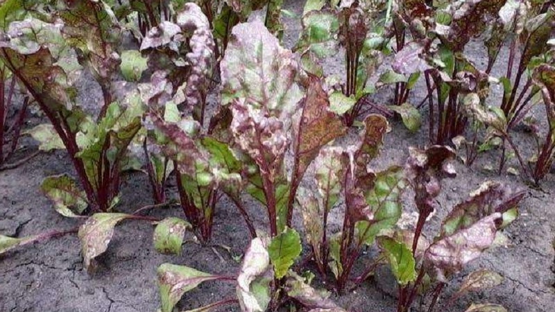 What to do when beet leaves turn yellow and it doesn’t grow?