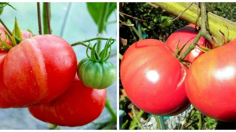 Disease and pest resistant tomato variety Gigant Novikova