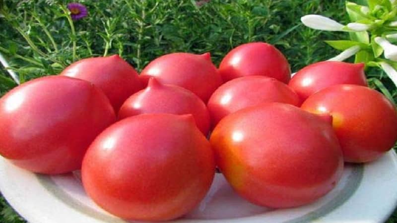 Decorating a bed with unusual flowering - Japanese rose tomato and its advantages over other varieties