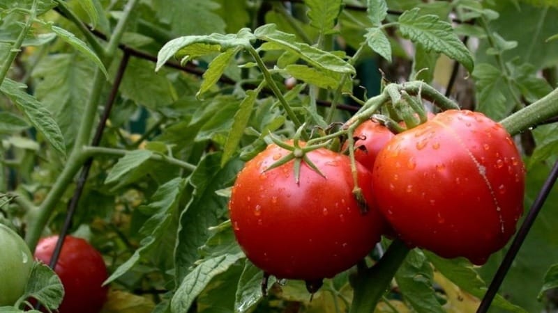 Early maturing hybrid with exceptional taste - tomato Lily Marlen f1