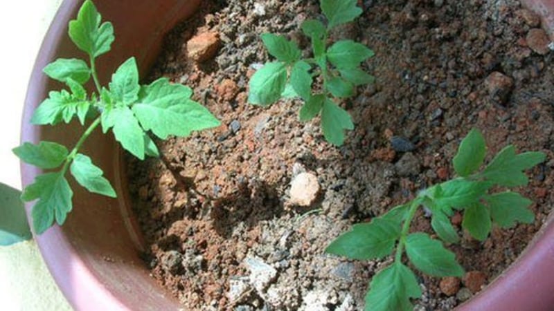 Early maturing hybrid with exceptional taste - tomato Lily Marlen f1