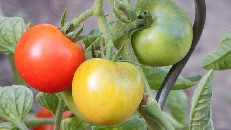 Early maturing hybrid with exceptional taste - tomato Lily Marlen f1