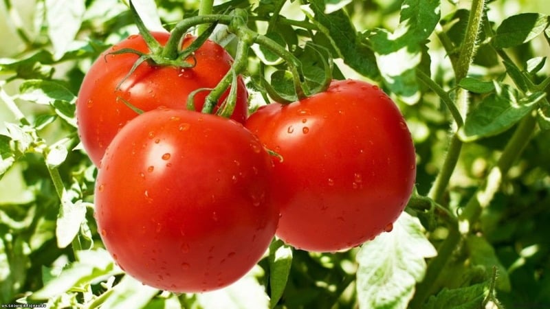 Early maturing hybrid with exceptional taste - tomato Lily Marlen f1