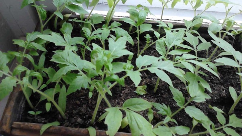 Early maturing hybrid with exceptional taste - tomato Lily Marlen f1
