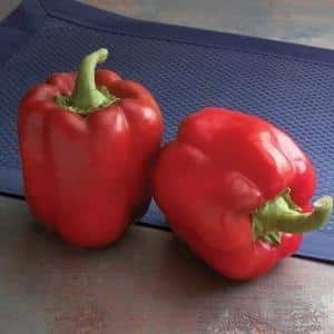 Juicy and productive Red Bull pepper for growing unusually tasty fruits on your own plot