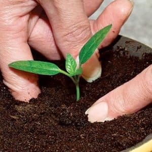 Juicy and productive Red Bull pepper for growing unusually tasty fruits on your own plot