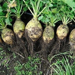 What is rutabaga, how does it grow, what is it useful for and where is it used?