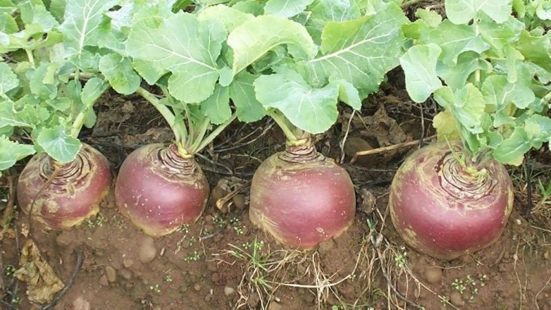 What is rutabaga, how does it grow, what is it useful for and where is it used?