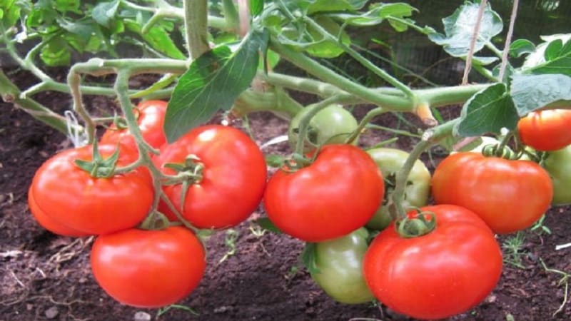 Hybrid tomato Bella Rosa and how to grow it correctly