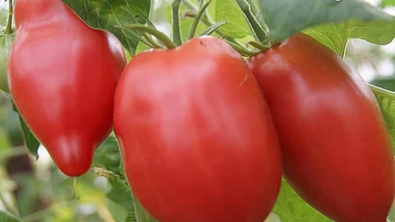 Mid-season variety with a pleasant taste and powerful bushes - pink Kapia tomato