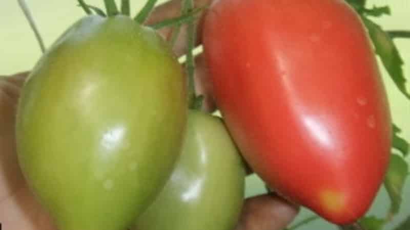 Mid-season variety with a pleasant taste and powerful bushes - pink Kapia tomato