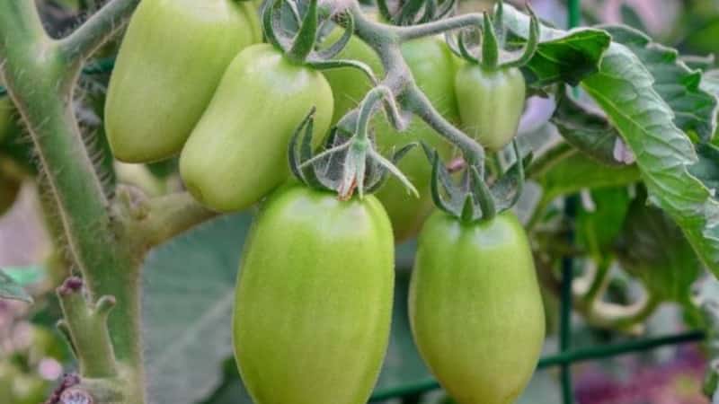 Mid-season variety with a pleasant taste and powerful bushes - pink Kapia tomato