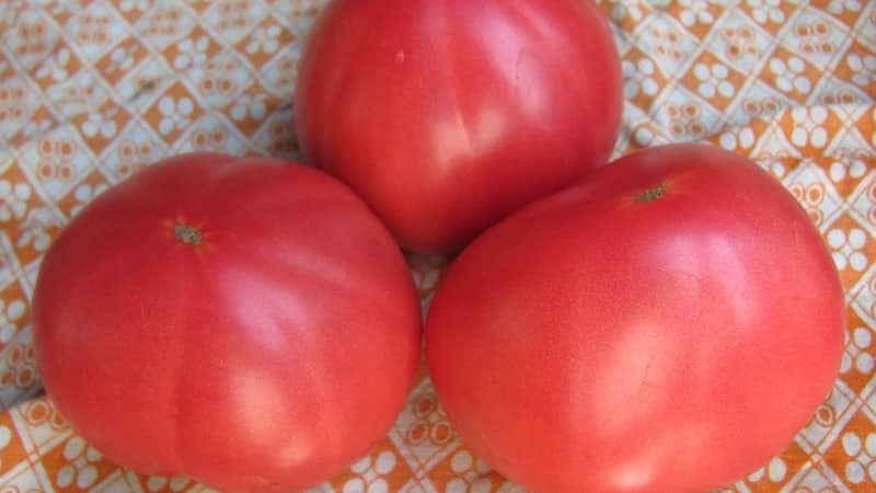 Large fruits with excellent taste - Grandma's secret tomato