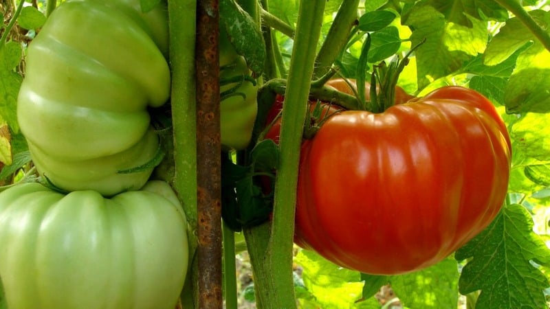 Large fruits with excellent taste - Grandma's secret tomato
