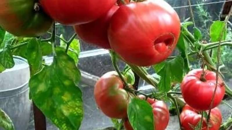 Large fruits with excellent taste - Grandma's secret tomato