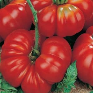 How to grow and where to use the Rosamarin pound tomato