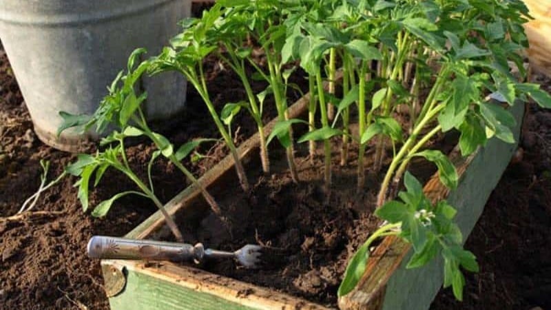 A prolific variety with a telling name - tomato Visibly and invisibly: setting yield records