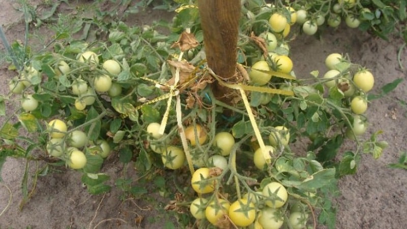A prolific variety with a telling name - tomato Visibly and invisibly: setting yield records