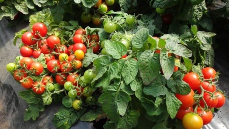 A prolific variety with a telling name - tomato Visibly and invisibly: setting yield records
