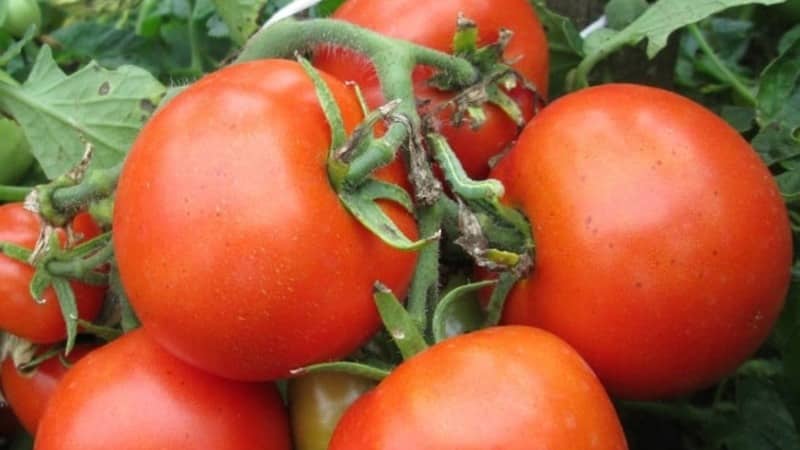 A prolific variety with a telling name - tomato Visibly and invisibly: setting yield records