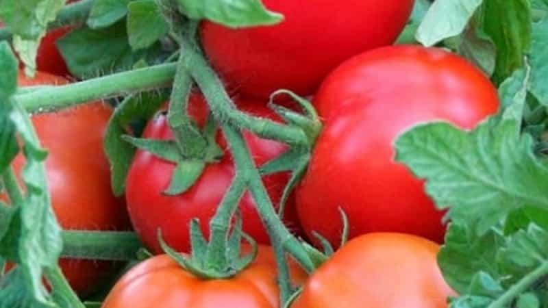 A prolific variety with a telling name - tomato Visibly and invisibly: setting yield records