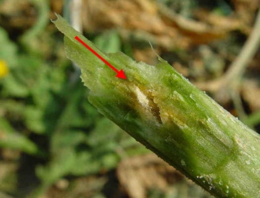 Causes and methods of treatment of black plaque on cucumber leaves in a greenhouse