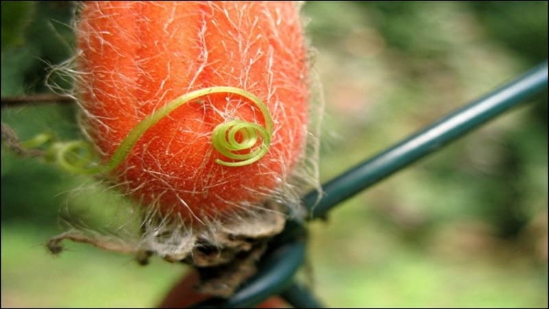 What are red cucumbers (Tladiantha dubious), why they are good and what to do with them