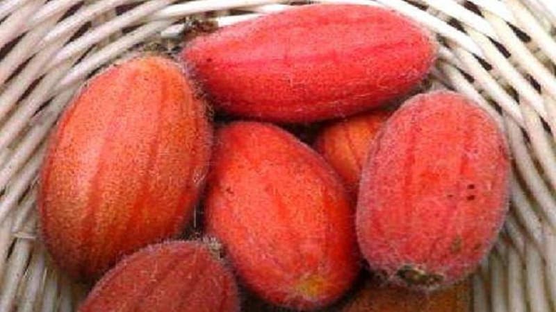 What are red cucumbers (Tladiantha dubious), why they are good and what to do with them
