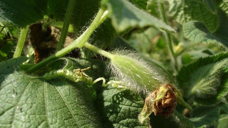What are red cucumbers (Tladiantha dubious), why they are good and what to do with them