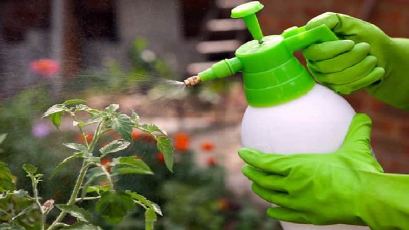 Basic rules for processing tomatoes with boric acid: prepare the solution and spray it, avoiding mistakes