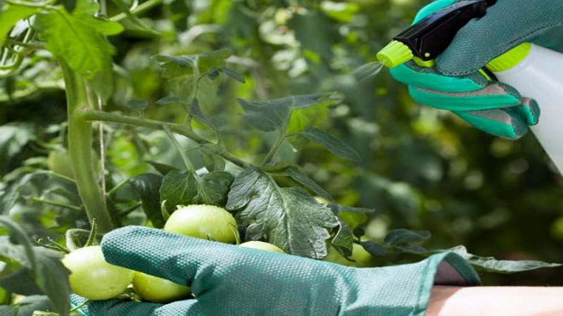 Basic rules for processing tomatoes with boric acid: prepare the solution and spray it, avoiding mistakes