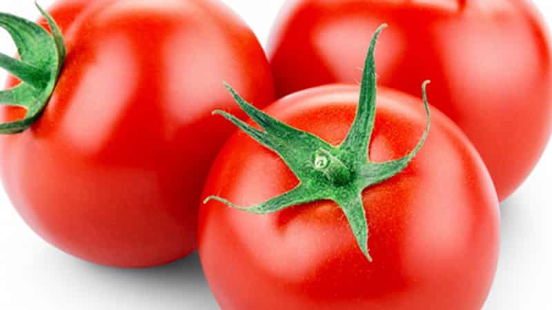 A persistent hybrid from Japanese breeders - Michel f1 tomato: we grow it ourselves without hassle