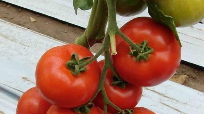 A persistent hybrid from Japanese breeders - Michel f1 tomato: we grow it ourselves without hassle