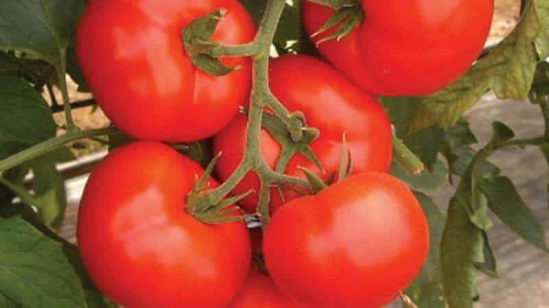 A persistent hybrid from Japanese breeders - Michel f1 tomato: we grow it ourselves without hassle