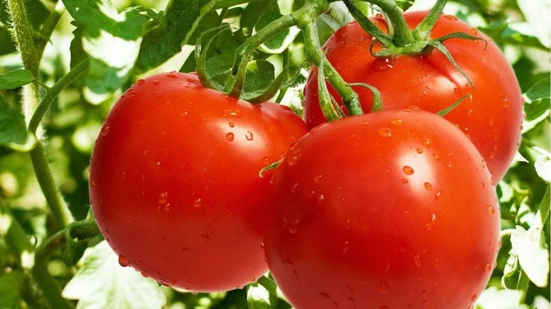 A persistent hybrid from Japanese breeders - Michel f1 tomato: we grow it ourselves without hassle